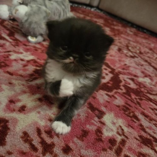 Cookie the kitten